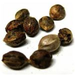 Семена марихуаны АК-47  (Seeds AK-47) в Шилке